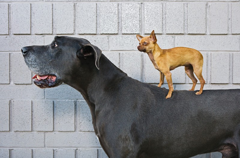 Μεγάλος σκύλος, μικρός σκύλος: η μετάλλαξη εξηγεί το φάσμα των μεγεθών του σκύλου
