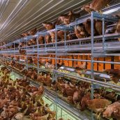 Οικονομικές συνέπειες της αλλαγής της πυκνότητας εκτροφής κοτόπουλων κρεατοπαραγωγής
