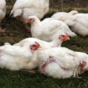 Ο ιός της γρίπης των πτηνών κυκλοφορεί τους καλοκαιρινούς μήνες της Ευρώπης