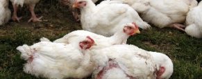 Αυξάνονται τα κρούσματα γρίπης των πτηνών σε πουλερικά και υδρόβια πτηνά