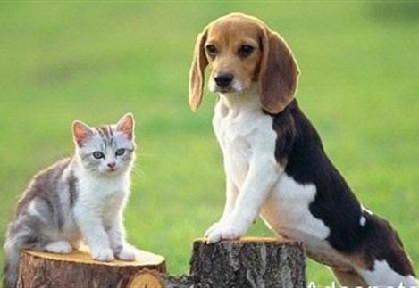 Συγκροτείται Ειδική Γραμματεία για τα Ζώα Συντροφιάς