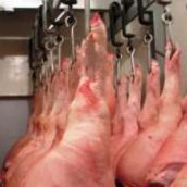 Rabobank: Αβεβαιότητα στην παγκόσμια παραγωγή χοιρινού κρέατος