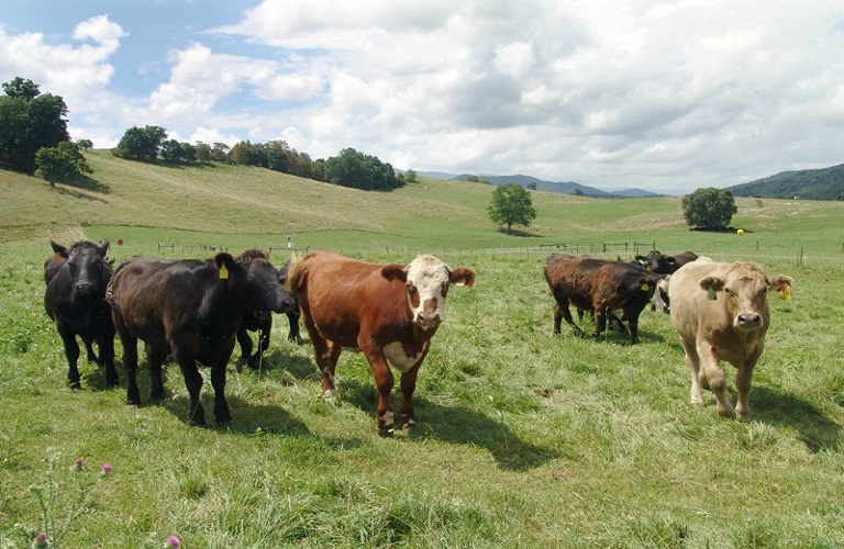 Ρόλος του βοσκότοπου στις αποδόσεις των γαλακτοπαραγωγικών φυλών αγελάδων