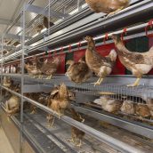 Αντιμετωπίζοντας μια νέα κατάσταση με τη γρίπη των πτηνών