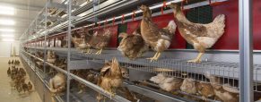 Η Ρωσία προσανατολίζεται σε μαζικό εμβολιασμό κατά της γρίπης των πτηνών