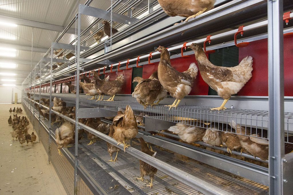 Αντιμετωπίζοντας μια νέα κατάσταση με τη γρίπη των πτηνών