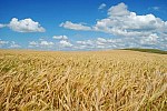 Βαθαίνει το ρήγμα Πολωνίας με ΕΕ και Κίεβο- Απαγορεύει τις εισαγωγές ουκρανικών σιτηρών – Προτεραιότητα οι Πολωνοί αγρότες